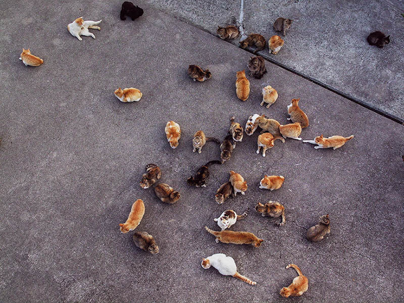 岩合光昭　いよねこ　猫と旅する写真展 愛媛県美術館-4