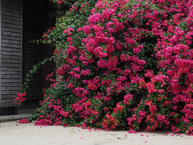 岩合光昭　いよねこ　猫と旅する写真展 愛媛県美術館-6