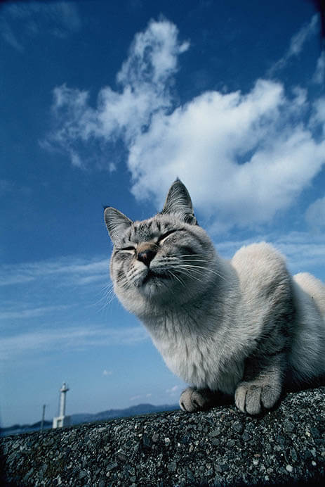 岩合光昭 いよねこ 猫と旅する写真展 | 愛媛県美術館 | 美術館・展覧会情報サイト アートアジェンダ