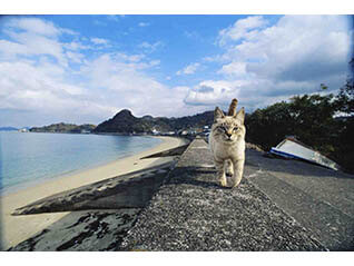 岩合光昭　いよねこ　猫と旅する写真展
