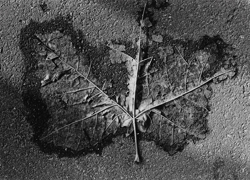 企画展 生誕100年 石元泰博写真展 高知県立美術館-4