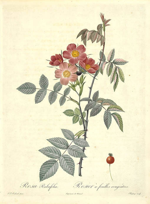 宮廷画家　ルドゥーテとバラの物語 八王子市夢美術館-8