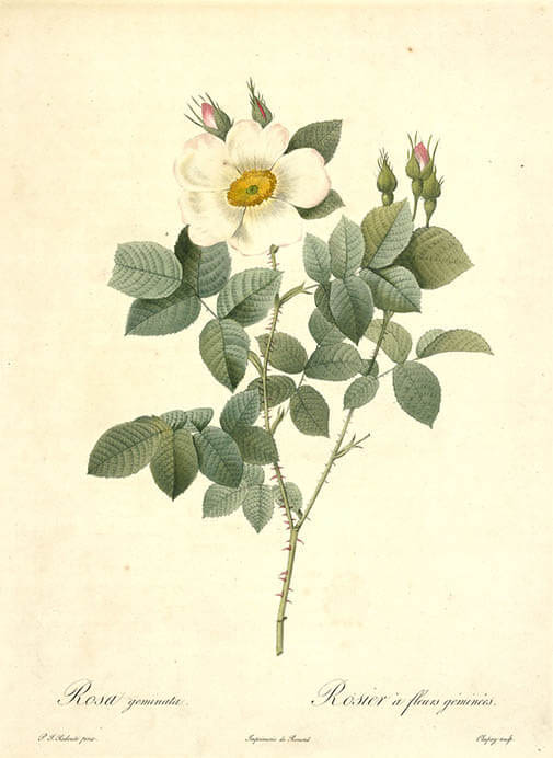 宮廷画家　ルドゥーテとバラの物語 八王子市夢美術館-9