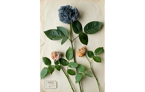 自然と美術の標本展 「モノ」を「みる」からはじまる冒険 横須賀美術館-10