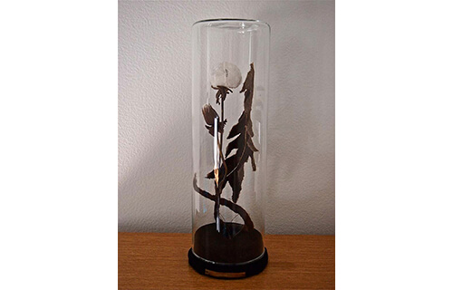 自然と美術の標本展 「モノ」を「みる」からはじまる冒険 横須賀美術館-12