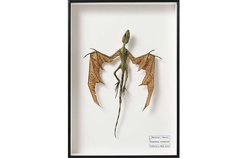 自然と美術の標本展 「モノ」を「みる」からはじまる冒険 横須賀美術館-7