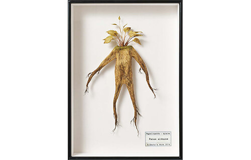 自然と美術の標本展 「モノ」を「みる」からはじまる冒険 横須賀美術館-8