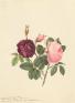 キューガーデン　英国王室が愛した花々　シャーロット王妃とボタニカルアート 静岡市美術館-1