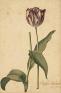 キューガーデン　英国王室が愛した花々　シャーロット王妃とボタニカルアート 静岡市美術館-1