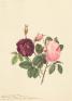 キューガーデン　英国王室が愛した花々　シャーロット王妃とボタニカルアート 東京都庭園美術館-1