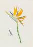 キューガーデン　英国王室が愛した花々　シャーロット王妃とボタニカルアート 東京都庭園美術館-1