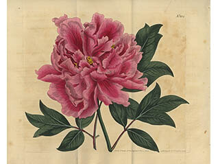 キューガーデン　英国王室が愛した花々　シャーロット王妃とボタニカルアート