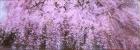 三栖右嗣　桜にはじまる描かれた刻  ～人や自然へこめられた画家の強い想いが　今、より深く耀き始めた～ ヤオコー川越美術館-1
