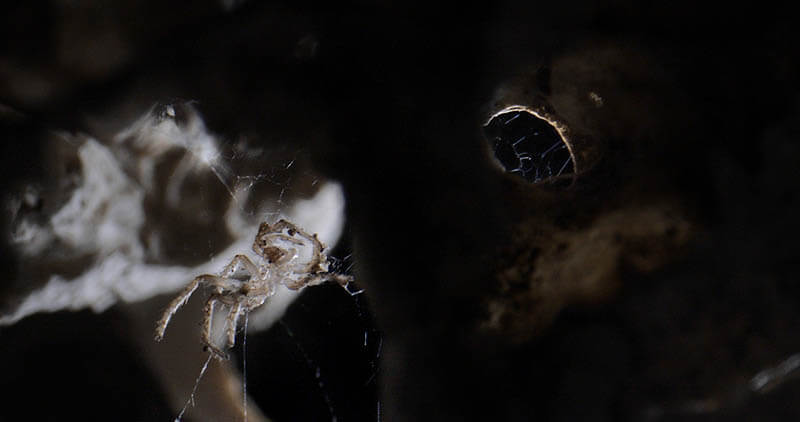 MOTアニュアル2021 海、リビングルーム、頭蓋骨 東京都現代美術館-6