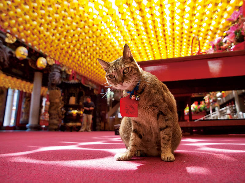 写真展「岩合光昭の世界ネコ歩き」 東京富士美術館-10
