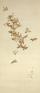 佐野美術館創立55周年・三島市制80周年 記念　渡辺省亭―欧米を魅了した花鳥画― 佐野美術館-1