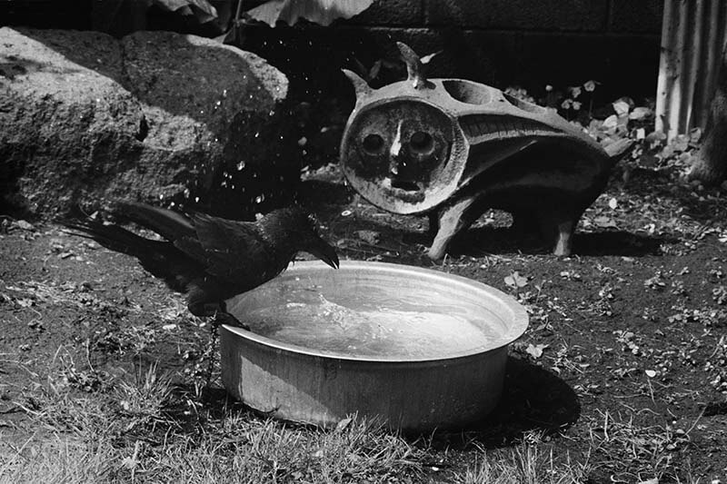 太郎写真曼陀羅 ーホンマタカシが選んだ!!岡本太郎の眼ー 川崎市岡本太郎美術館-8