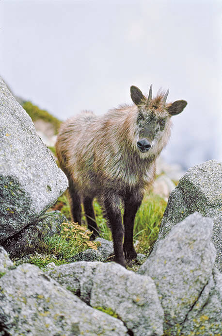 宮崎学 イマドキの野生動物 東京都写真美術館-3