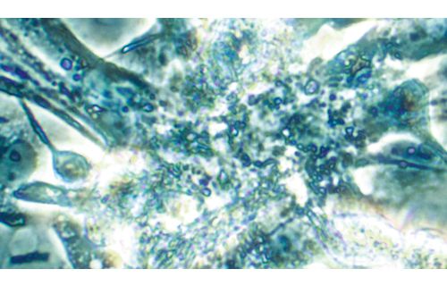 Ghost in the Cell：細胞の中の幽霊 金沢21世紀美術館-4