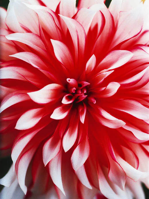 蜷川実花展 ー虚構と現実の間にー MIKA NINAGAWA ーINTO FICTION / REALITY 上野の森美術館-2