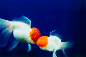 蜷川実花展 ー虚構と現実の間にー MIKA NINAGAWA ーINTO FICTION / REALITY 上野の森美術館-6