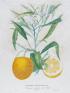 おいしいボタニカル・アート ー食を彩る植物のものがたり SOMPO美術館-1