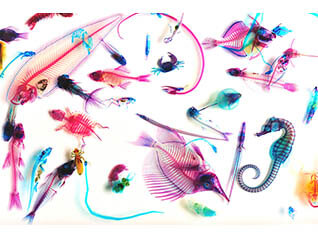 特別展　冨田伊織 新世界『透明標本』展