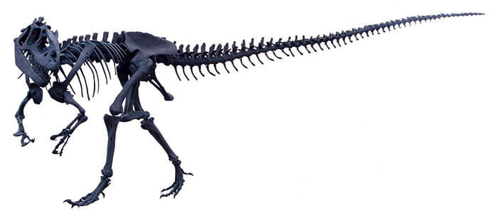 ティラノサウルス　～進化の謎にせまる～ 愛媛県美術館-10