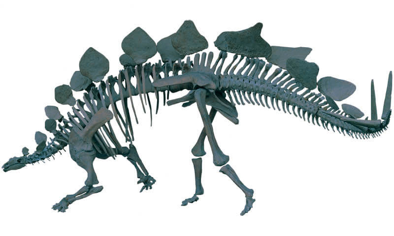 ティラノサウルス　～進化の謎にせまる～ 愛媛県美術館-12