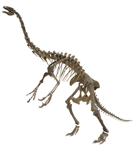 ティラノサウルス　～進化の謎にせまる～ 愛媛県美術館-13