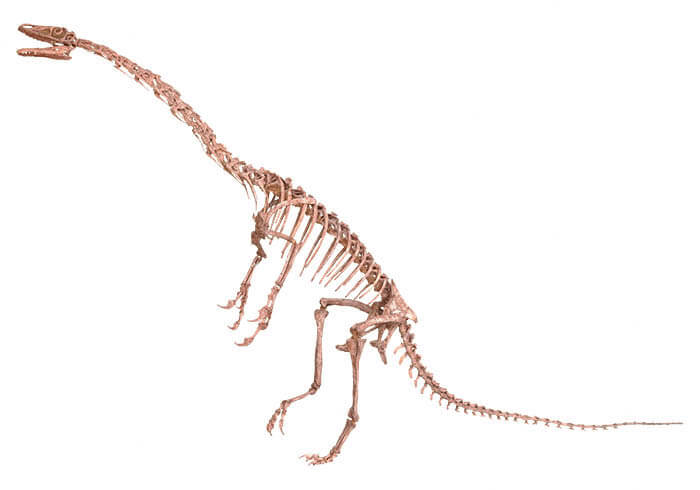 ティラノサウルス　～進化の謎にせまる～ 愛媛県美術館-14