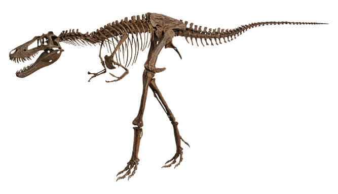ティラノサウルス　～進化の謎にせまる～ 愛媛県美術館-4