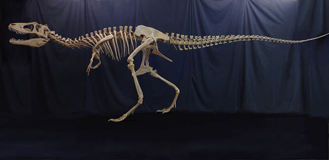 ティラノサウルス　～進化の謎にせまる～ 愛媛県美術館-6
