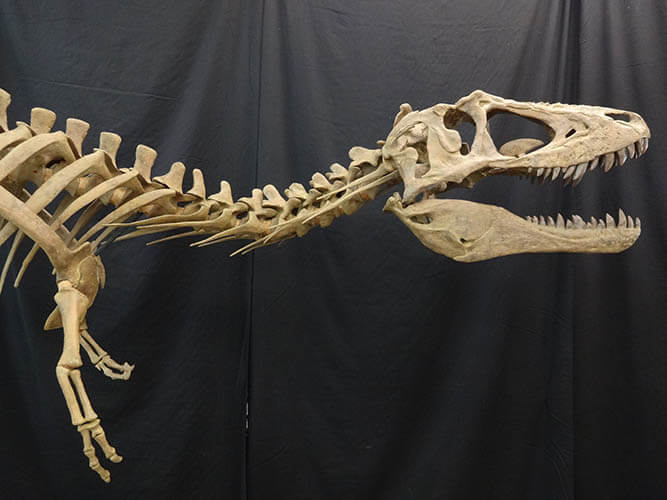 ティラノサウルス　～進化の謎にせまる～ 愛媛県美術館-7
