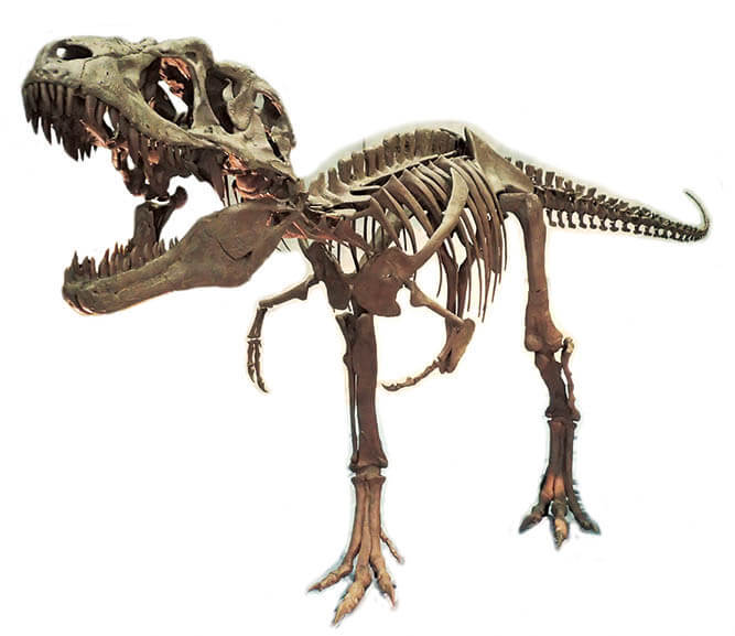 ティラノサウルス　～進化の謎にせまる～ 愛媛県美術館-8