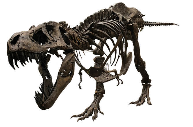 ティラノサウルス　～進化の謎にせまる～ 愛媛県美術館-9