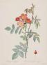 うるわしき薔薇—ルドゥーテ『バラ図譜』を中心に 群馬県立近代美術館-1