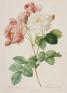 うるわしき薔薇—ルドゥーテ『バラ図譜』を中心に 群馬県立近代美術館-1