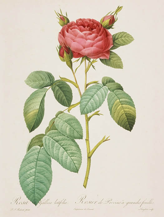 うるわしき薔薇—ルドゥーテ『バラ図譜』を中心に 群馬県立近代美術館-5