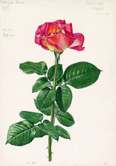 うるわしき薔薇—ルドゥーテ『バラ図譜』を中心に 群馬県立近代美術館-7