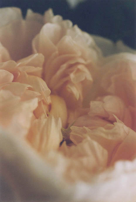 うるわしき薔薇—ルドゥーテ『バラ図譜』を中心に 群馬県立近代美術館-8