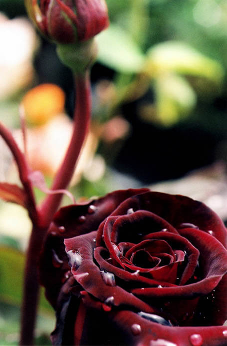 うるわしき薔薇—ルドゥーテ『バラ図譜』を中心に 群馬県立近代美術館-9