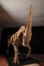 特別展「化石ハンター展　～ゴビ砂漠の恐竜とヒマラヤの超大型獣～」 国立科学博物館-1