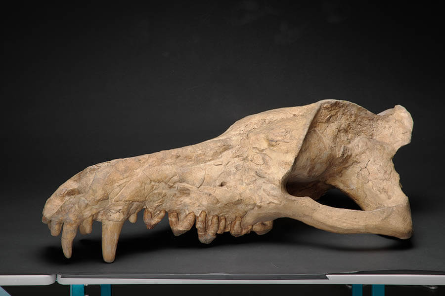 特別展「化石ハンター展　～ゴビ砂漠の恐竜とヒマラヤの超大型獣～」 国立科学博物館-2