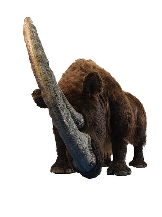 特別展「化石ハンター展　～ゴビ砂漠の恐竜とヒマラヤの超大型獣～」 国立科学博物館-3