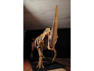 特別展「化石ハンター展　～ゴビ砂漠の恐竜とヒマラヤの超大型獣～」