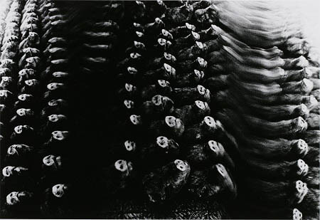 深瀬昌久　1961-1991　レトロスペクティブ 東京都写真美術館-3