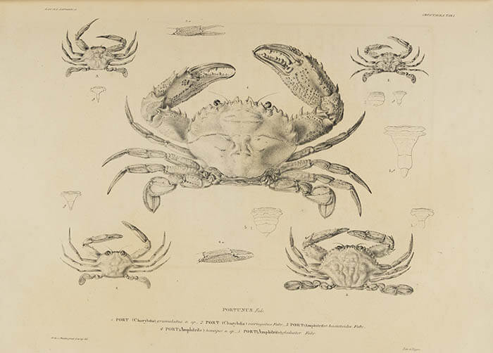 特別展「知の大冒険―東洋文庫　名品の煌めき―」 京都文化博物館-13