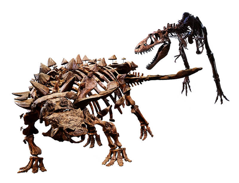 特別展「恐竜博2023」 | 国立科学博物館 | 美術館・展覧会情報サイト