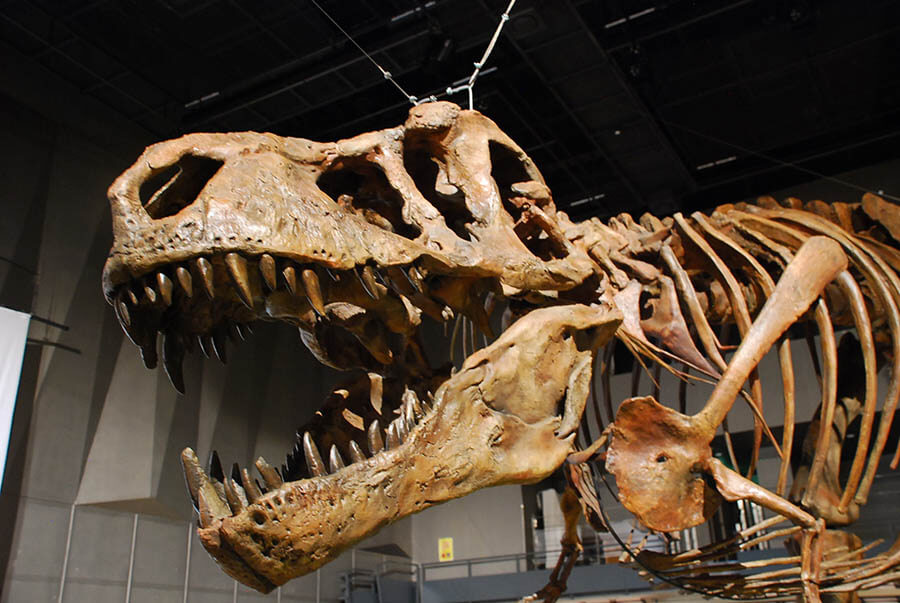 特別展「恐竜博2023」 国立科学博物館-3